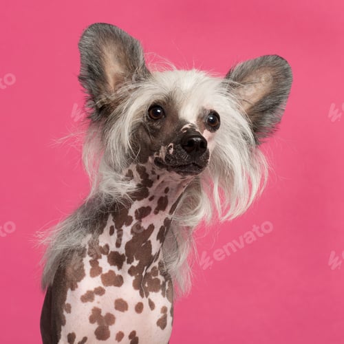 Preview: Chinese Crested Dog
