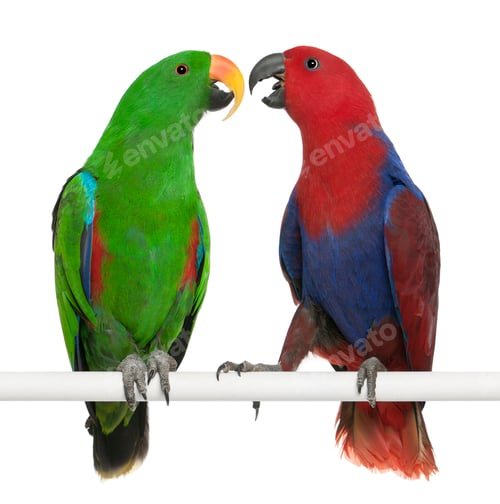 Preview: Male and Female Eclectus Parrots, Eclectus roratus, perching in front of white background