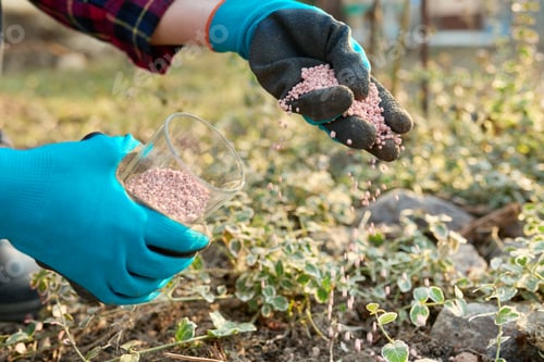 Preview: Fertilizing plants in a spring garden with chemical mineral graduated fertilizers