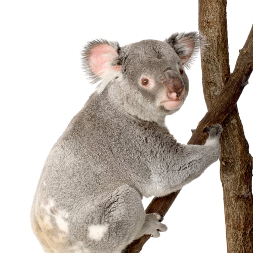 Vorschau: Koala