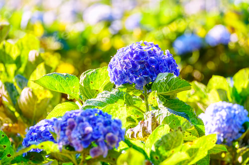 Preview: Blooming blue hydrangeas flowers in the garden.
