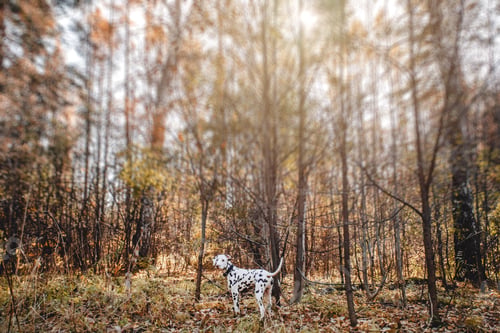 Preview: Dalmatian dog in an autumn forest
