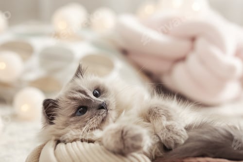 Preview: Portrait of cute cat with knitted blanket at home. Warm and cozy winter