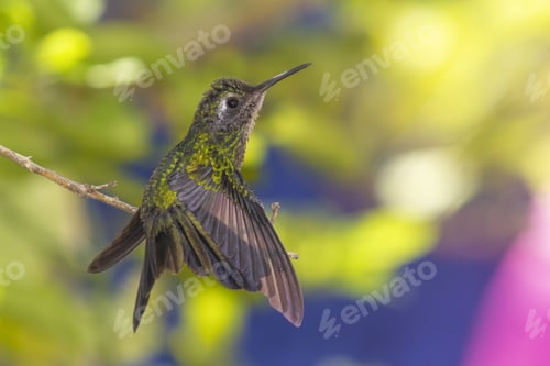 Preview: Gorgeous bee hummingbird at the end of a tiny branch, looking up with a wonderous background