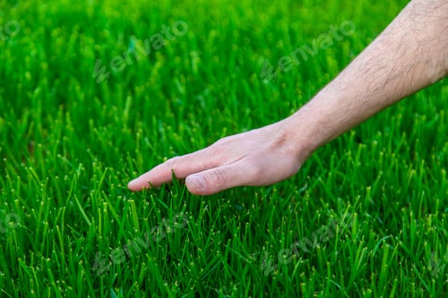 Preview: Lawn grass and the hand of a male farmer. Selective focus.
