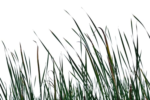 Preview: Tall grass blades isolated cutout