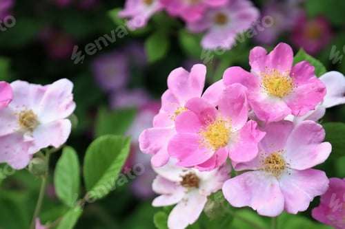 Preview: a bunch of flowers that are in the grass in front of bushes