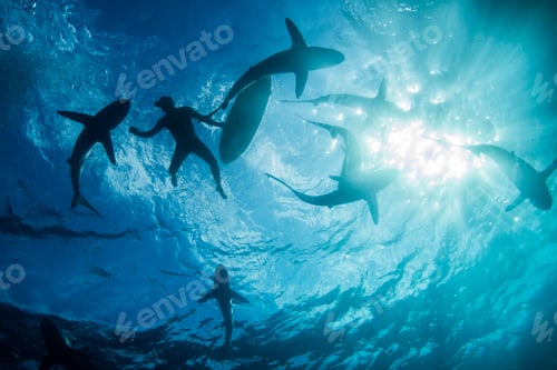 Preview: Low angle underwater view of surfer with surfboard with sharks, Colima, Mexico