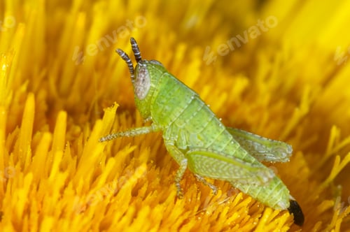 Preview: Nymph of Grasshopper