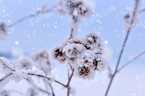 Preview: Dried flowers covered with hoar frost. Outdoors, frosty snowy da
