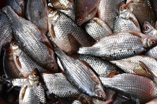 Preview: Fresh sweetwater fish in the market
