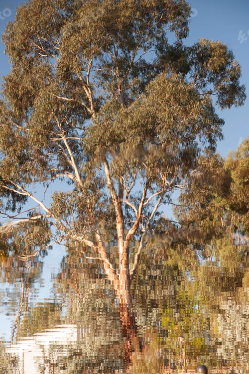 Preview: Eucalyptus Tree Reflected in Water on a Sunny Day