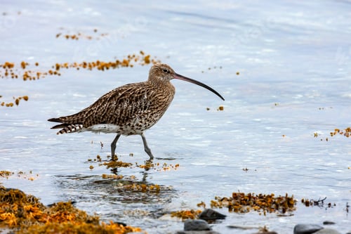 Preview: Shorebird Foraging in the Surf Along the Coast