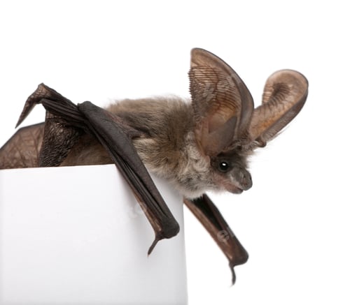 Preview: Grey long-eared bat, Plecotus astriacus, in front of white background, studio shot