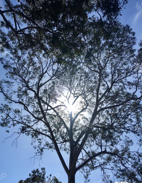 Preview: Sunlight through eucalyptus tree
