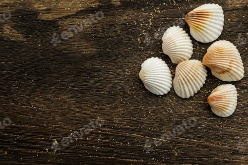 Preview: Seashells on wooden surface