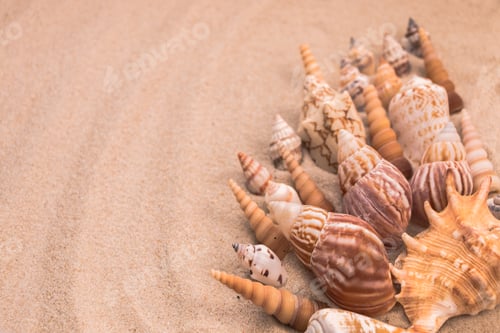 Preview: beautiful beige seashells on the sand, background for travel advertising, lettering, text, banner