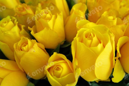Preview: Yellow roses