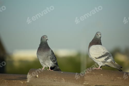 Preview: Two pigeons perched on a roof