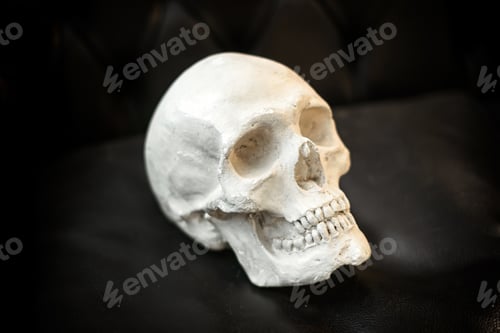 Preview: Plaster model of a human skull displayed on black leather