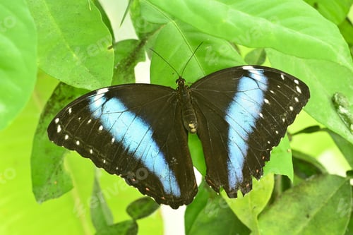 Preview: Tropical colorful butterfly basking on a green leaf.