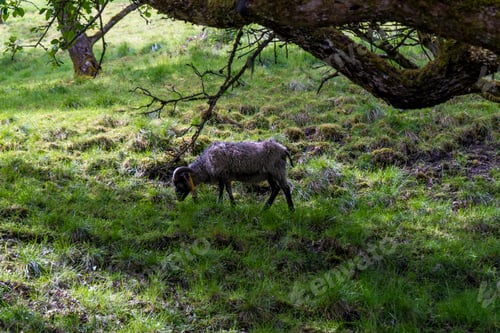 Preview: Lone sheep grazing under a tree in a lush green field