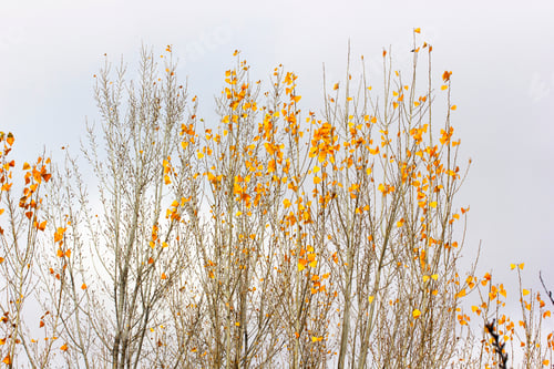 Preview: yellow poplar leaves in autumn