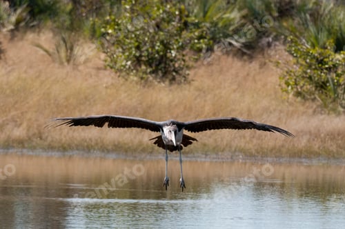 Preview: Marabou Stork (Leptoptilus crumeniferus), Okavango Delta, Botswana