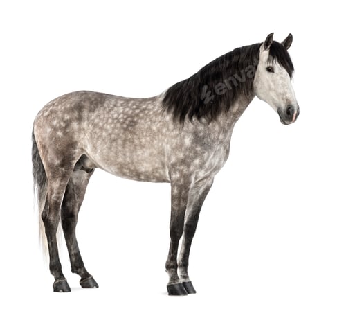 Preview: Andalusian, 7 years old, also known as the Pure Spanish Horse or PRE against white background