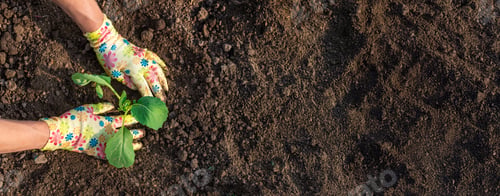 Preview: planting cabbage in the garden. Selective focus.