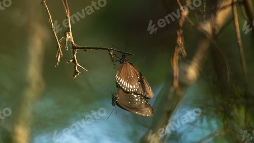 Preview: Two Common Crow butterflies are mating while delicately hanging from a slender tree branch