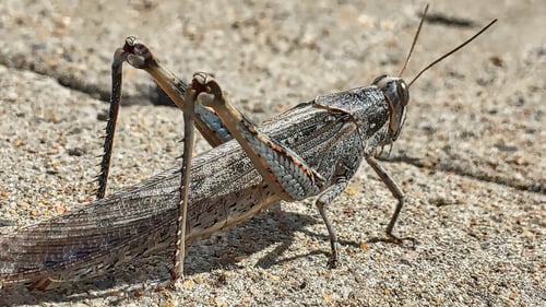 Preview: Check out the camouflage on this guy! I almost stepped on him as I was walking today.