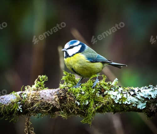 Preview: Blue tit perched on a mossy branch in the forest.
