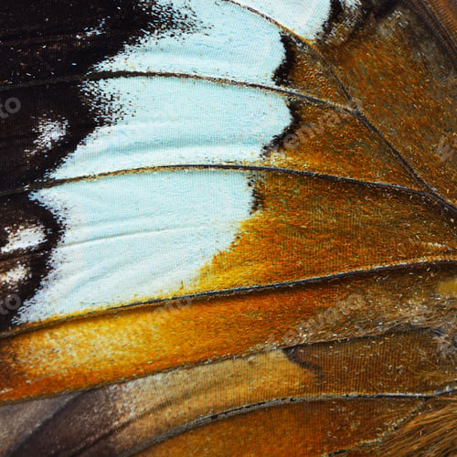 Preview: orange butterfly wing