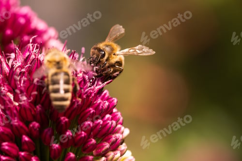 Preview: Observing bees pollinating garlic flowers in their natural environment is truly captivating