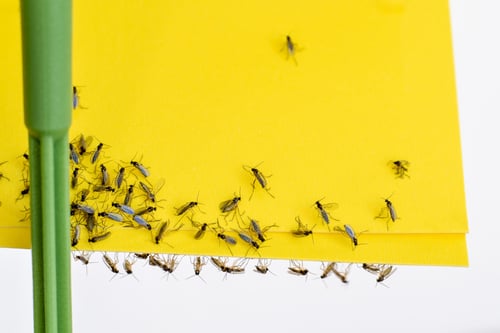 Flies Trapped on a Yellow Sticky Trap Flies Trapped on a Yellow Sticky Trap