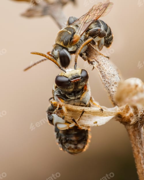 Preview: bee