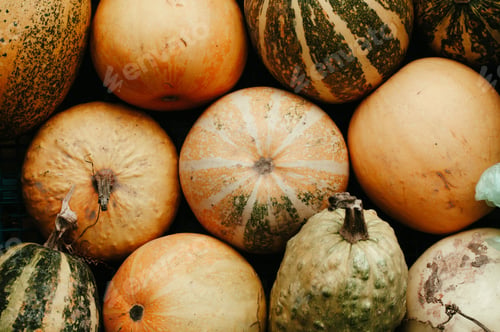 Preview: Different sorts and colors of pumpkin harvest outdoor
