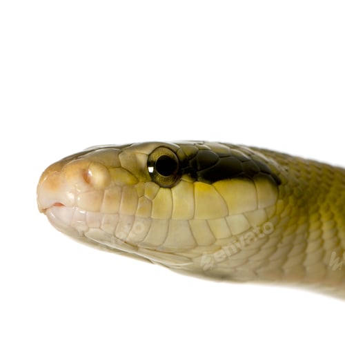 Preview: Rat snake