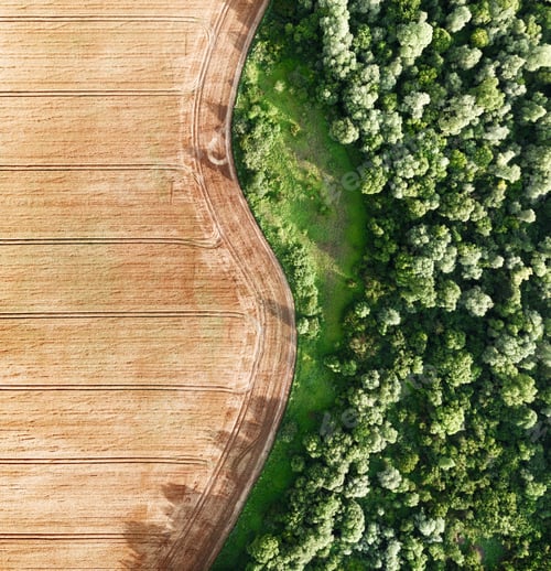 Preview: Aerial photo flying over yellow grain wheat field