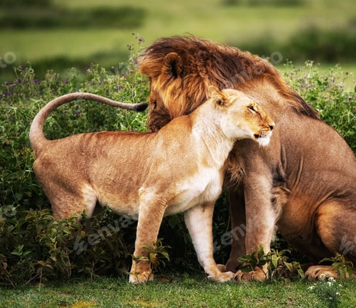 Preview: A Best wildlife safari in the world