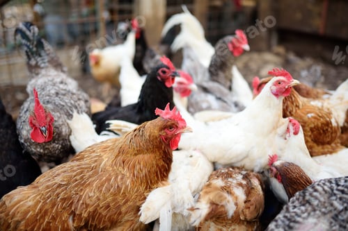 Vista previa: Chickens and roosters are walking in the farm coop