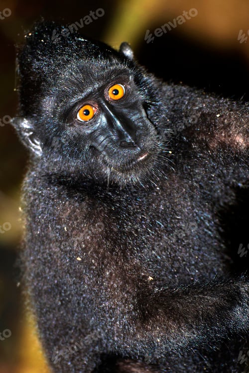 Preview: Celebes Crested Macaque, Tangkoko Nature Reserve, Indonesia