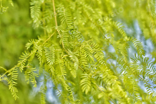 Preview: Ghaf green branches