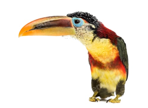 Preview: Curl-crested aracari, isolated on white