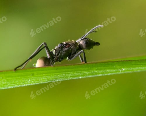 Preview: Ant, Nature background photo