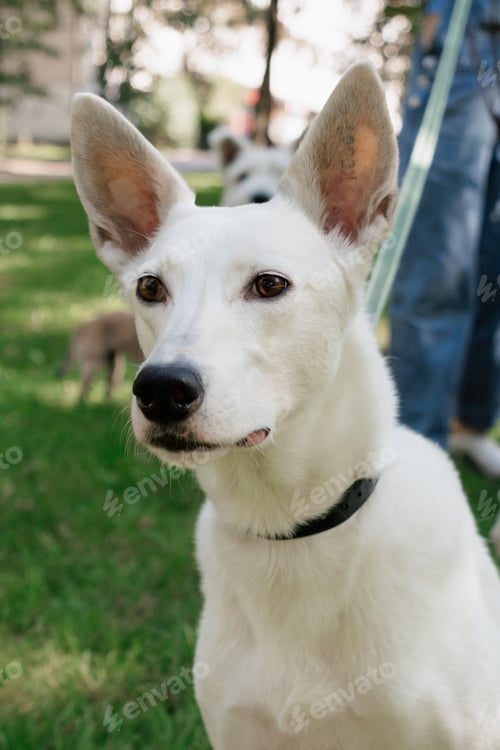 Preview: white dog in park on walk with its owner. walking and training of pets during daytime.