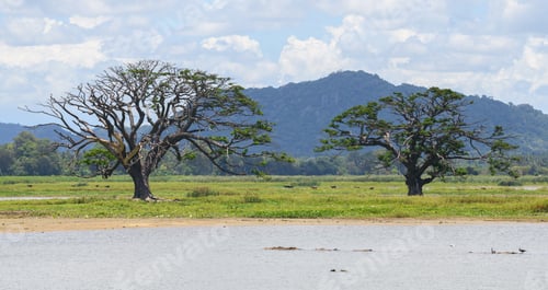 Two giant trees against the distant mountain range landscape scenery shot. Lake in the foreground.