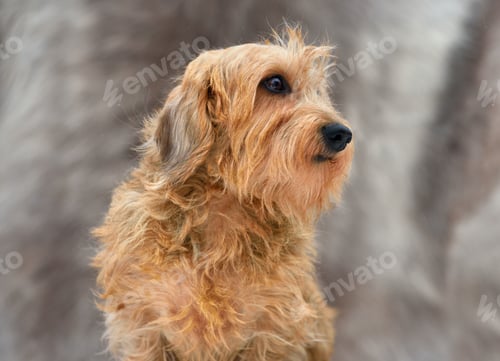 Preview: A wirehaired dachshund