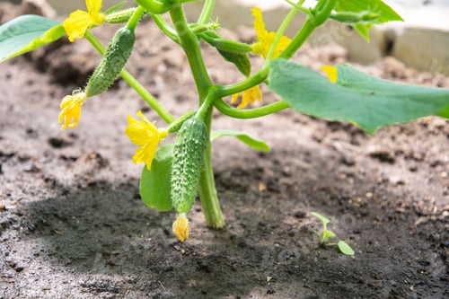 Preview: First harvest of one green cucumber grown in spring in a polycarbonate greenhouse, food crisis